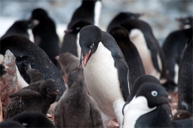 Adelie penguins on Torgersen Island, near Palmer Station