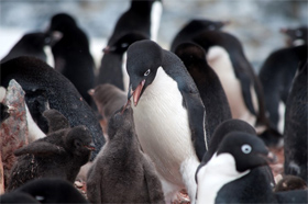 The USAP Portal: Science and Support in Antarctica - Peninsula