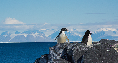 Two penguins stand on rocks in Antarctica