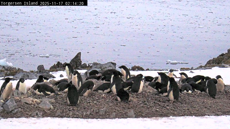 Palmer Station - Torgersen Island Penguin Colony Webcam