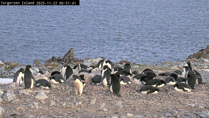 Palmer Station - Torgersen Island Penguin Colony Webcam