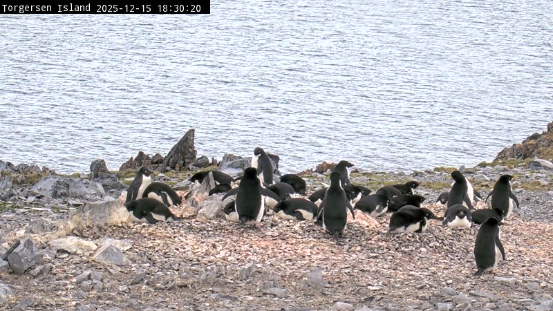 Palmer Station - Torgersen Island Penguin Colony Webcam