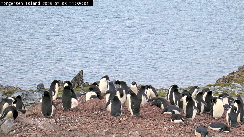 Palmer Station - Torgersen Island Penguin Colony Webcam