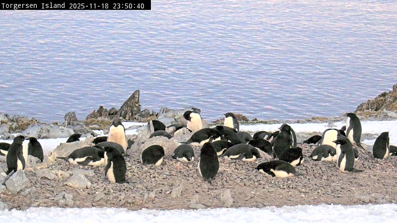 Palmer Station - Torgersen Island Penguin Colony Webcam