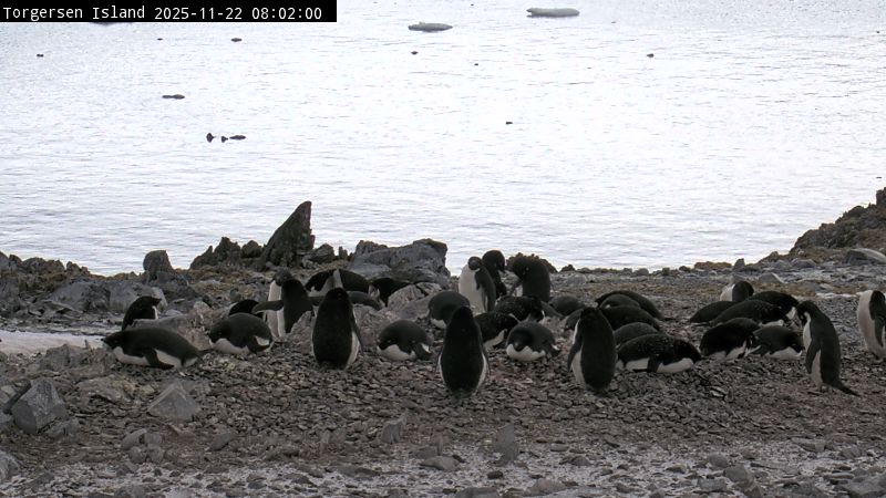 Palmer Station - Torgersen Island Penguin Colony Webcam