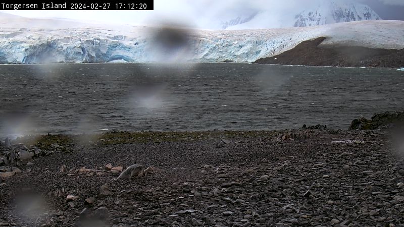 Palmer Station - Torgersen Island Penguin Colony Webcam