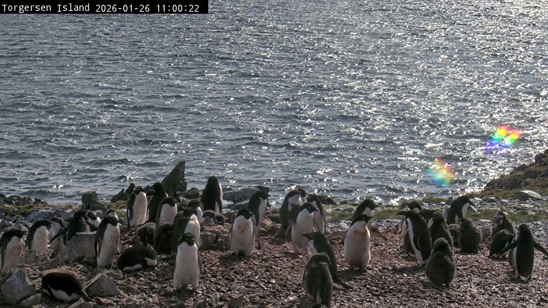 Palmer Station - Torgersen Island Penguin Colony Webcam