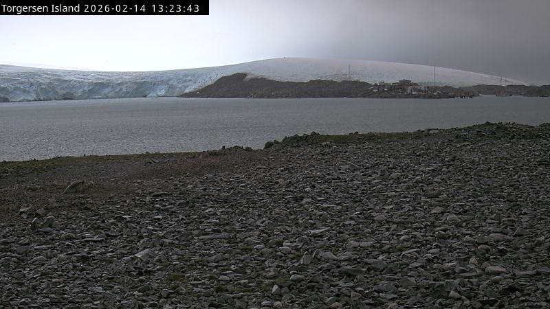 Palmer Station - Torgersen Island Penguin Colony Webcam
