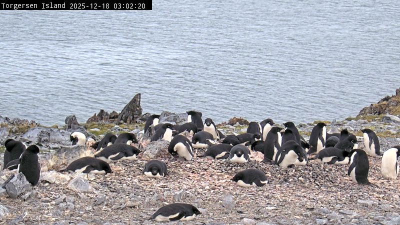 Palmer Station - Torgersen Island Penguin Colony Webcam