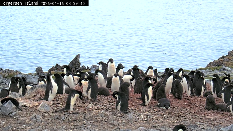 Palmer Station - Torgersen Island Penguin Colony Webcam