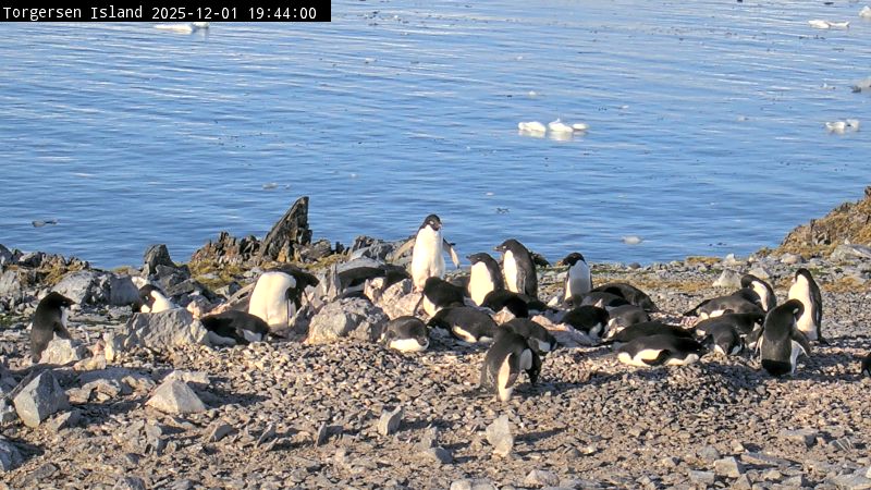 Palmer Station - Torgersen Island Penguin Colony Webcam