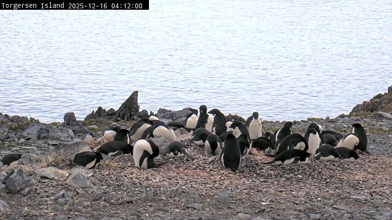 Palmer Station - Torgersen Island Penguin Colony Webcam