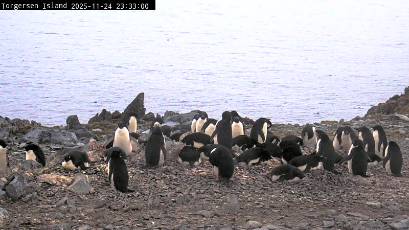 Palmer Station - Torgersen Island Penguin Colony Webcam