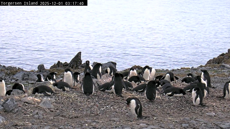 Palmer Station - Torgersen Island Penguin Colony Webcam