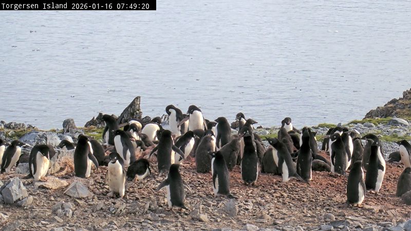 Palmer Station - Torgersen Island Penguin Colony Webcam