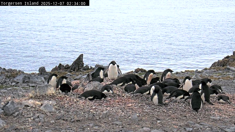 Palmer Station - Torgersen Island Penguin Colony Webcam