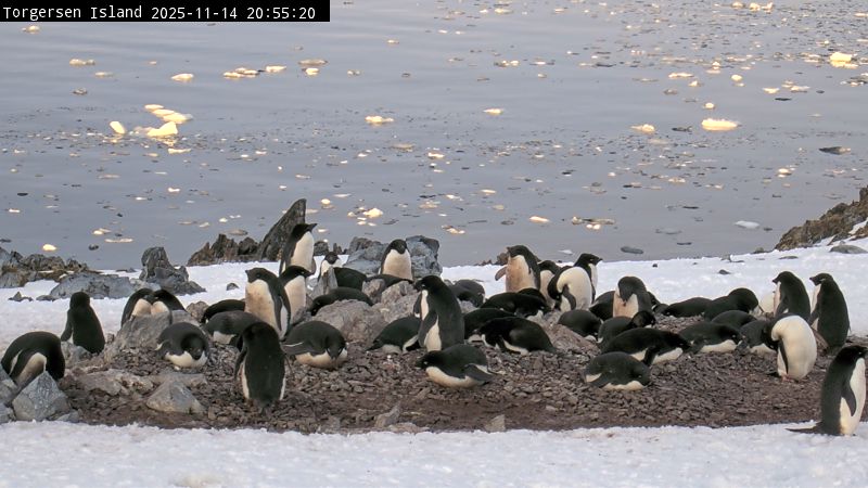 Palmer Station - Torgersen Island Penguin Colony Webcam