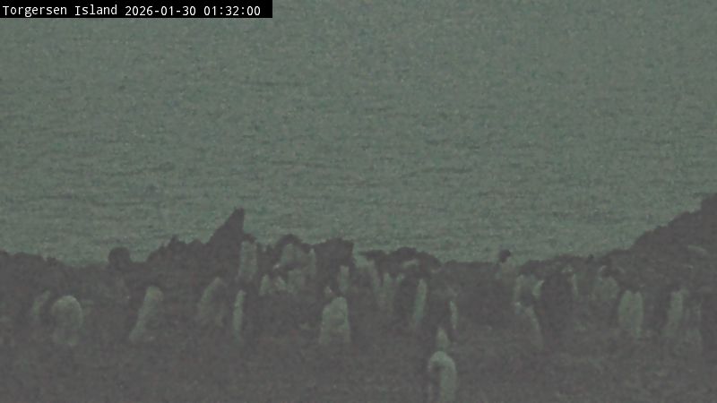 Palmer Station - Torgersen Island Penguin Colony Webcam