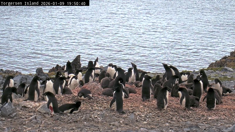 Palmer Station - Torgersen Island Penguin Colony Webcam