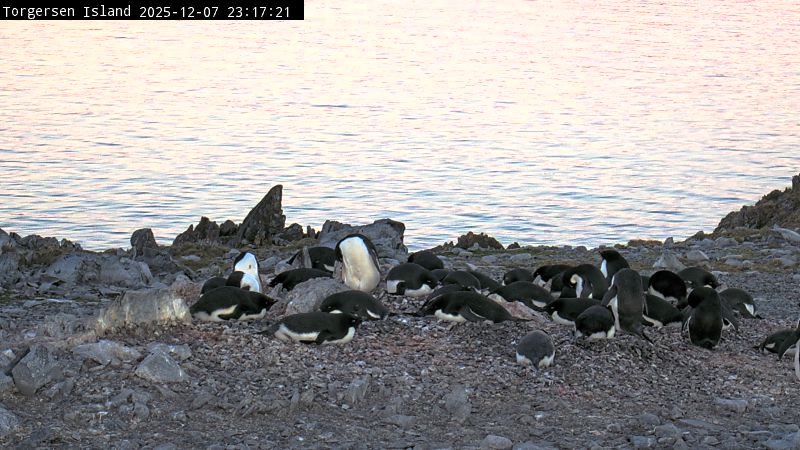 Palmer Station - Torgersen Island Penguin Colony Webcam