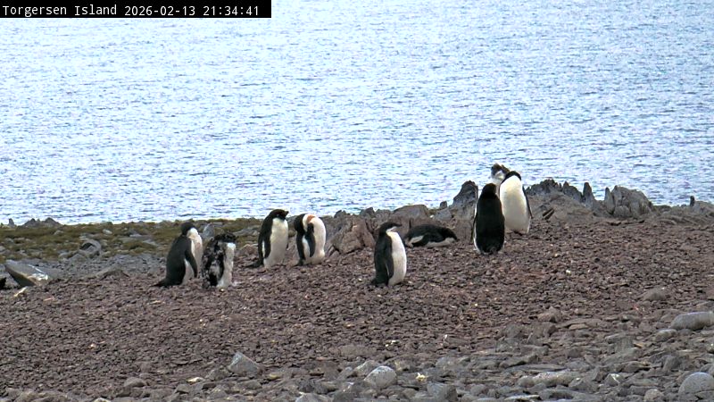 Palmer Station - Torgersen Island Penguin Colony Webcam