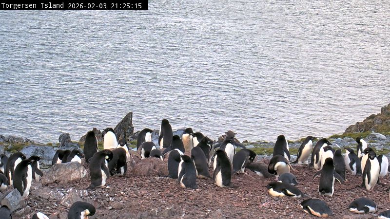 Palmer Station - Torgersen Island Penguin Colony Webcam