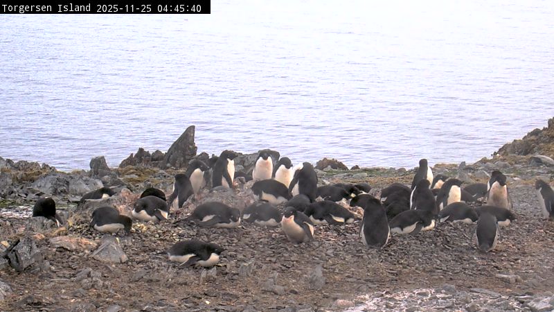 Palmer Station - Torgersen Island Penguin Colony Webcam