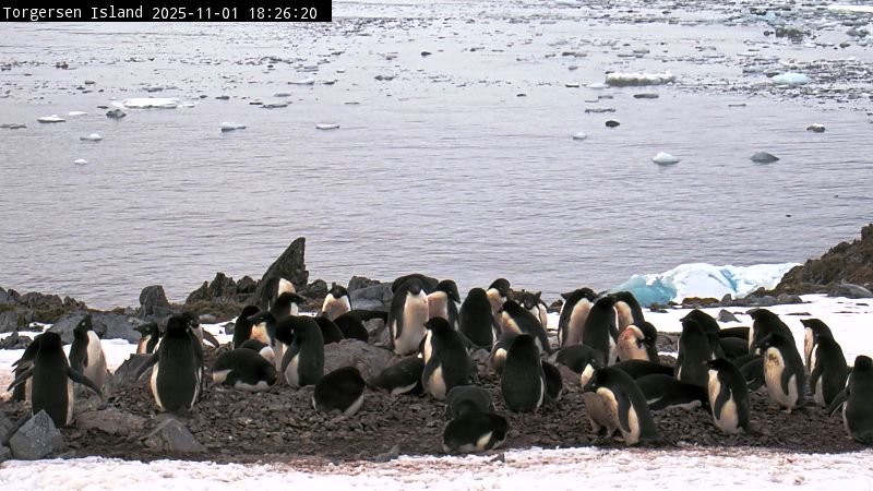 Palmer Station - Torgersen Island Penguin Colony Webcam