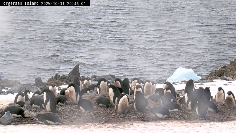Palmer Station - Torgersen Island Penguin Colony Webcam