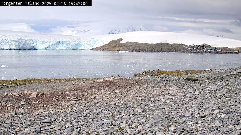 Palmer Station - Torgersen Island Penguin Colony Webcam