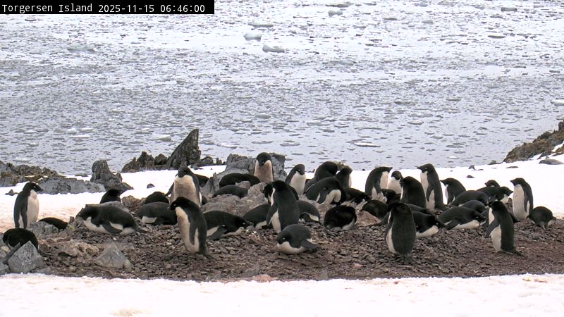 Palmer Station - Torgersen Island Penguin Colony Webcam