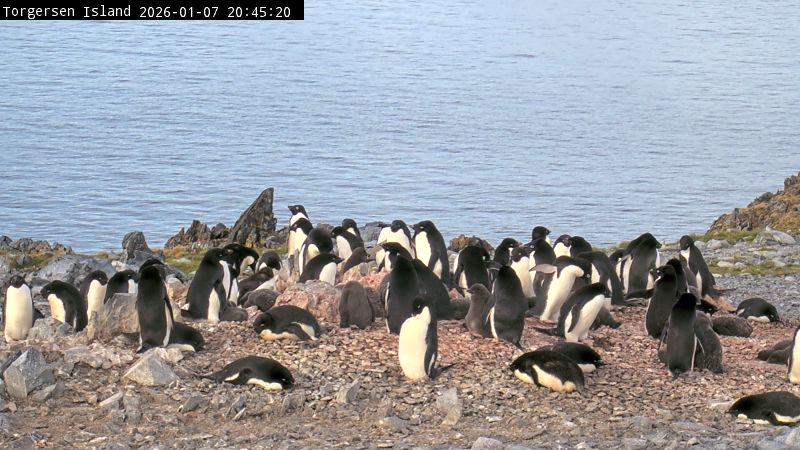 Palmer Station - Torgersen Island Penguin Colony Webcam