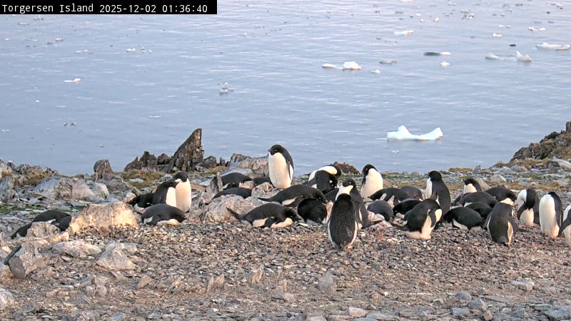 Palmer Station - Torgersen Island Penguin Colony Webcam
