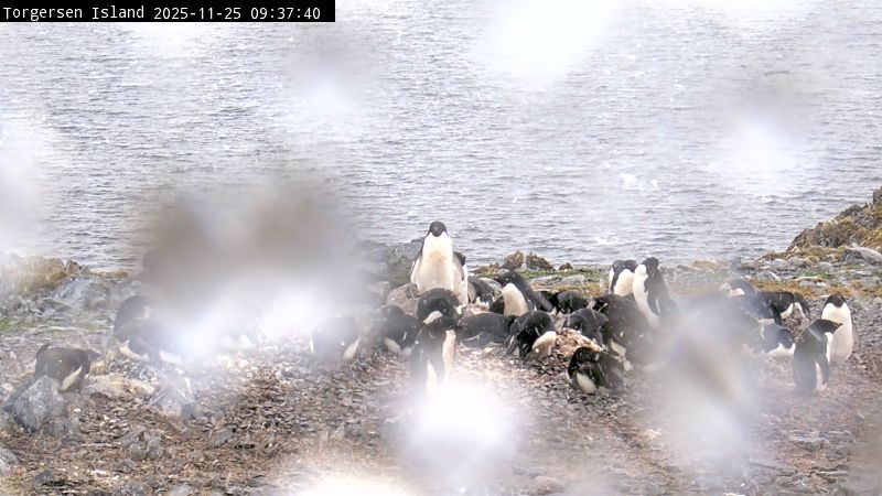 Palmer Station - Torgersen Island Penguin Colony Webcam