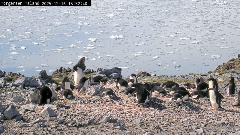 Palmer Station - Torgersen Island Penguin Colony Webcam