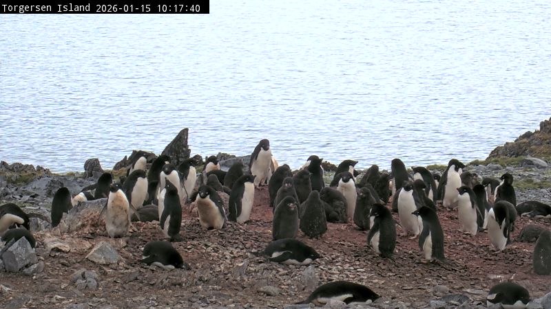 Palmer Station - Torgersen Island Penguin Colony Webcam