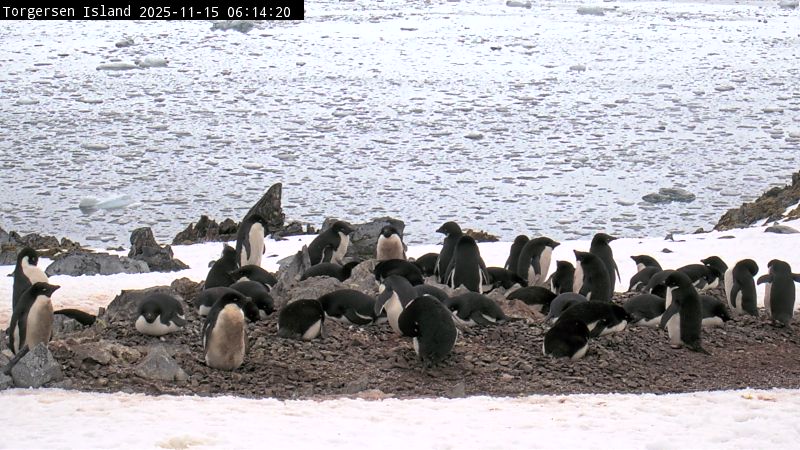 Palmer Station - Torgersen Island Penguin Colony Webcam