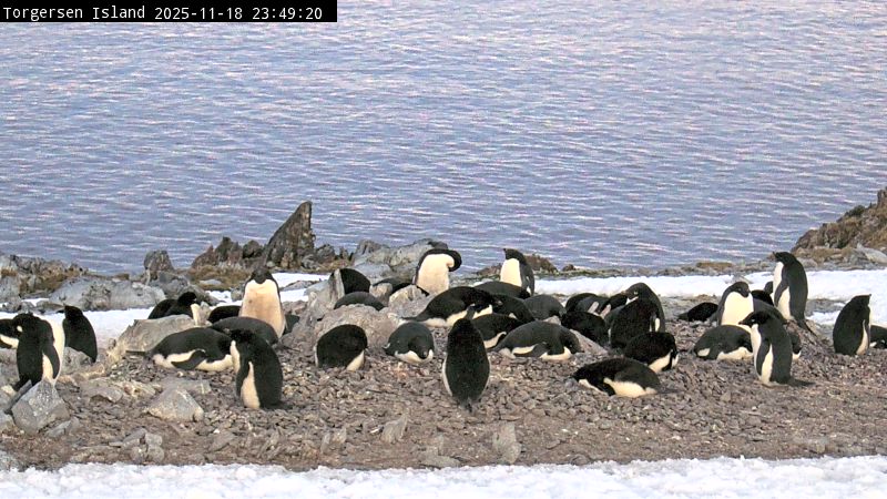 Palmer Station - Torgersen Island Penguin Colony Webcam