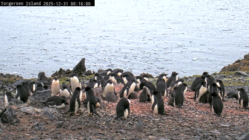 Palmer Station - Torgersen Island Penguin Colony Webcam